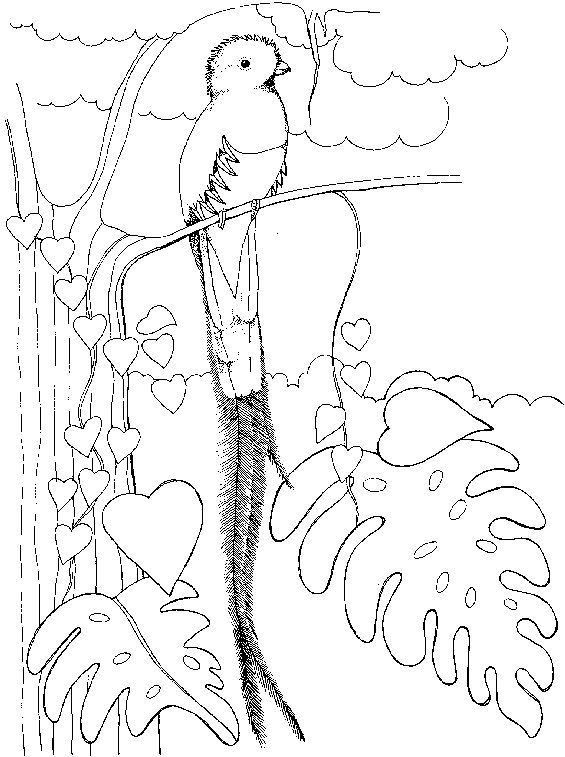 Quetzal